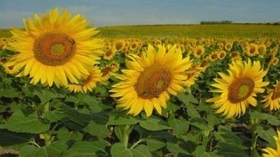 La siembra de girasol mantiene una demora de 5.7 puntos porcentuales