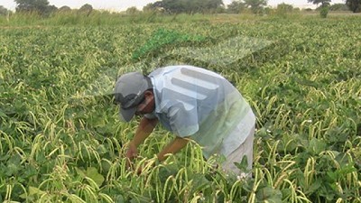 El RENATRE capacitó trabajadores rurales y productores en Buenas Prácticas Agropecuarias en San Juan