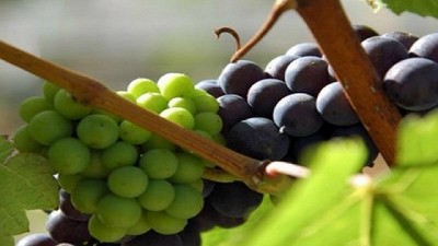 Preinscripción para exportar uva fresca de Mendoza y San Juan a Brasil