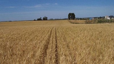 Trigo en plena cosecha, ya es hora de ponerlo a resguardo, por Hernán Fernández Martínez
