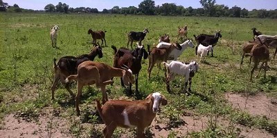 Manejo alimenticio en cabras lecheras