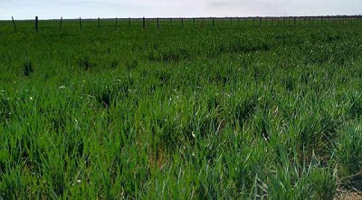 Un informe de la Facultad de Agronomía de la UBA advierte que la producción agropecuaria en Argentina tiende a concentrarse