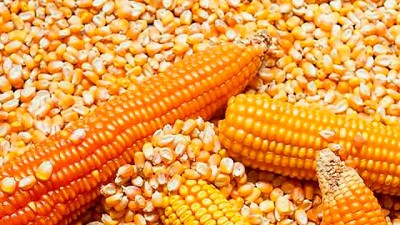 Tras las lluvias, la región núcleo alcanzará su segunda mejor marca productiva en maíz
