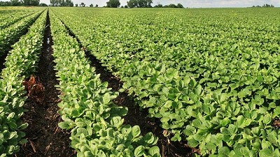 Monitoreo de plagas en el cultivo de soja