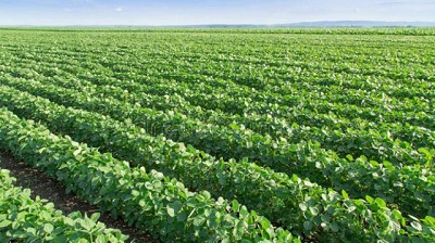La Soja cotiza con un plus de 28 U$S/tn en el mercado disponible 