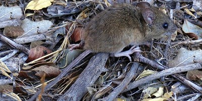 Nuevos casos de Hantavirus: 6 claves para prevenirlo