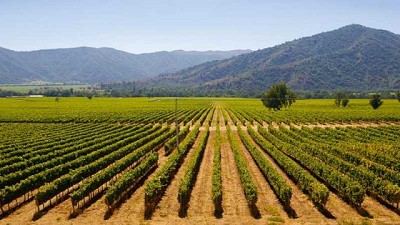 Instacrops: El asistente virtual que ayuda a los agricultores a producir eficientemente