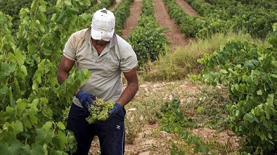 La Rioja: convocaron 3.000 trabajadores para la cosecha y el primer día sólo se presentaron tres personas