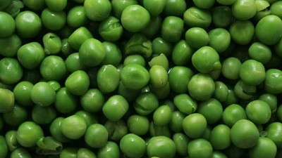 Logran producir una nueva variedad de Arvejas