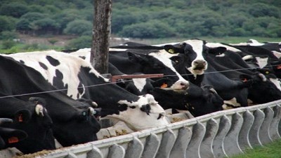 Aditivos para alimentos de bovinos que ayudan a la sostenibilidad de los lácteos