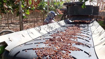 Bustinza Goma diseñó una cosechadora de pasas de uva