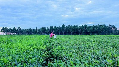 El té argentino tiene a Misiones como protagonista