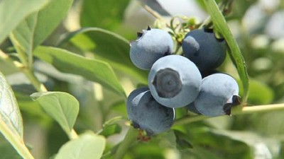 La cancelación de vuelos complica la exportación de arándanos en plena pandemia