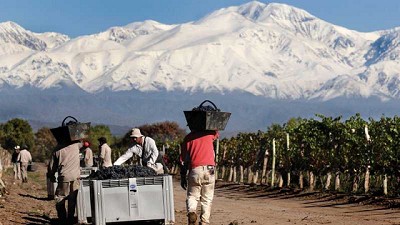 Las proyecciones vínicas logran un equilibrio después de varios años