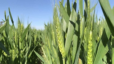 La proyección de siembra de trigo cae a 6,7 MHa