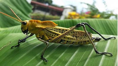 Plaga de langostas amenaza cultivos en Argentina