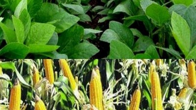 El USDA y el clima en EE.UU. ayudan a los precios, por Lorena Dangelo
