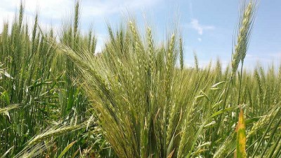 Lluvias en el sur del área agrícola nacional demoran las labores de implantación de trigo