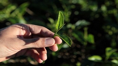 En lo que va del año, el gobierno de Salta abrió más de 30 sumarios por cambio de uso de suelo