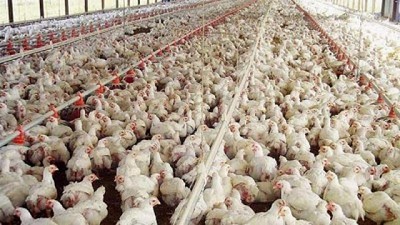 La avicultura argentina, sin techo y lista para volar