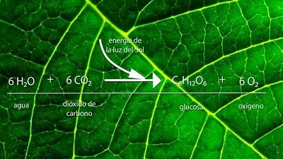 Descubren cómo resolver dificultades en la fotosíntesis para aumentar la productividad de las plantas
