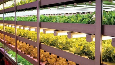 Bayer pone un pie en la agricultura vertical