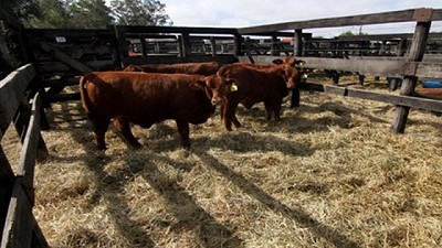 Usar menos toros y concentrar la preñez. ¿Impacta en un rodeo de cría?; por MV Carlos Acuña