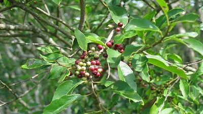 Estudian la germinación en semillas de yerba mate