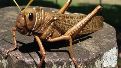 Se dispuso el alerta fitosanitaria por la plaga tucura quebrachera en todo el país