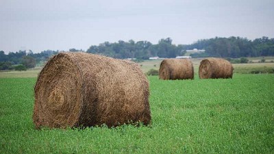 Forrajes, la clave para incrementar la productividad del rodeo