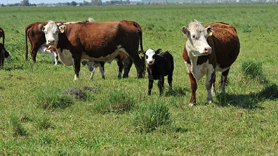 Diarrea Viral Bovina: la vacuna argentina se venderá en Perú