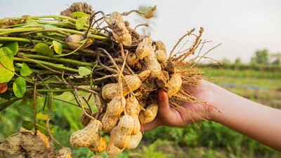 Una nueva edición de Máximos Rendimientos en Maní premió a productores con rindes récord
