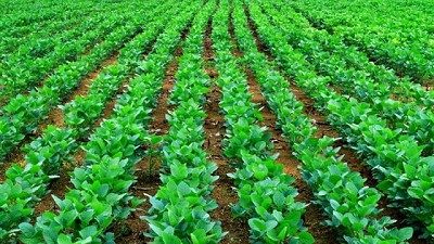 Nutrien Ag Solutions acompaña el lanzamiento de la soja Enlist E3 de STINE 