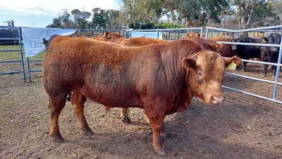 Se desarrolló la jura fenotípica de toros Limangus en la chacra Bellocq