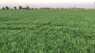 El trigo responde mejor a la fertilización foliar en años secos