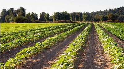Parientes silvestres de cultivos domésticos podrían ayudar a enfrentar cambio climático