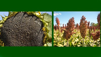 Una campaña con todo el potencial del sorgo y girasol
