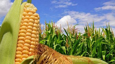 Aumenta aceptación de alimentos genéticamente modificados en Europa