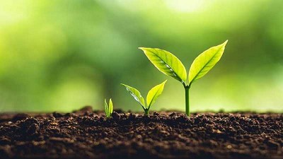 Investigación ayuda a agricultores a elegir los mejores cultivos para proteger suelos