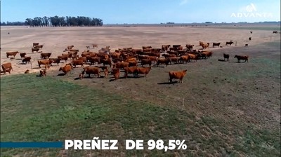 Una innovadora recorrida ganadera de la mano de Advanta