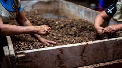 ¿Ácidos húmicos o ácidos fúlvicos? Qué son y cómo diferenciarlos