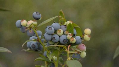 Naike: el primer cultivar de arándano generado por la FAUBA