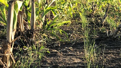 Sorgo y ryegrass una asociacion para aumentar la productividad