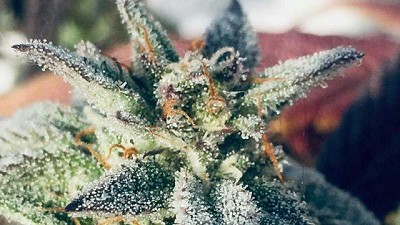 El cannabis será motivo de estudio en la Facultad de Agronomía de la UBA