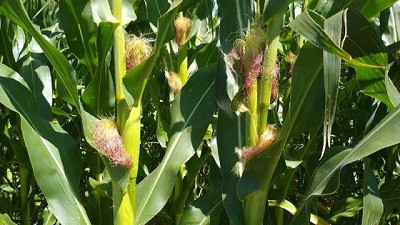 En un año con escasez hídrica, la fertilización hace más eficiente el uso del agua