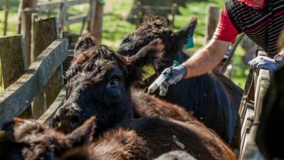 Preocupación sobre el uso de productos veterinarios para tratar o prevenir el coronavirus