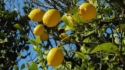 Con Basfoliar Kelp y Basfoliar Zn 75 flo las aplicaciones dan fruto en los citrus