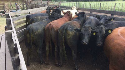 Efecto del uso de progesterona inyectable y del grado de anestro sobre el porcentaje de preñez en vacas Angus con cría