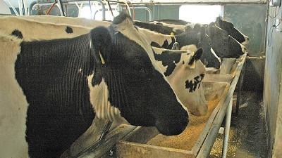 Los efluentes en el tambo: un flujo de ingresos a considerar