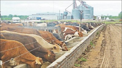 Estrés Térmico en Feedlot, un enemigo recurrente años tras año